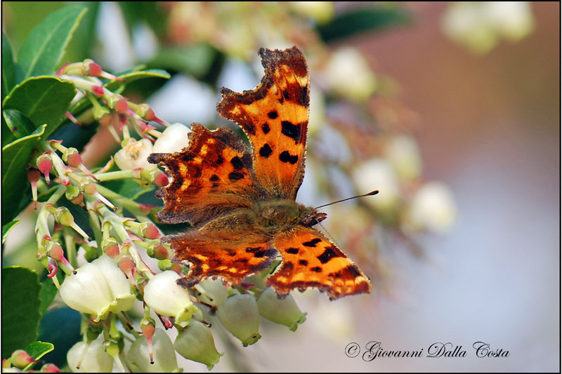 Polygonia c-album